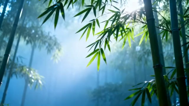  竹林清晨阳光穿透2537#横屏 	