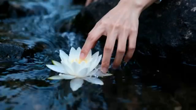  指尖轻触水中白莲2491#横屏 	 
