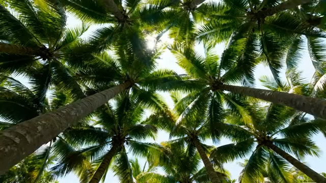  仰视椰林阳光透过2320#横屏 	 