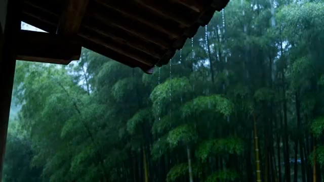  雨中小竹林景观2435#横屏 	 