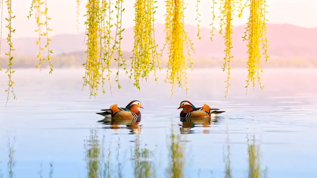  鸳鸯戏水 春日湖面美景2438#横屏 	 