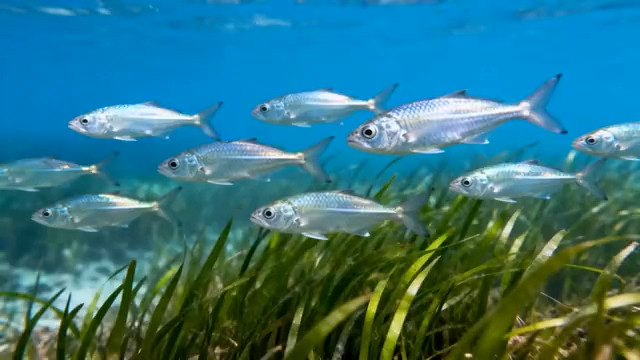  银色鱼群海底游动2373#横屏 	 