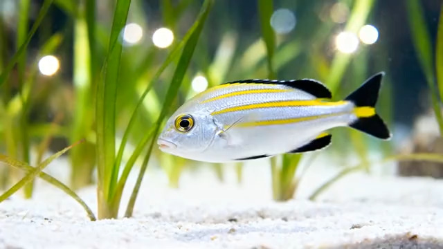  鱼缸里的黄纹鱼游动2388#横屏 	 