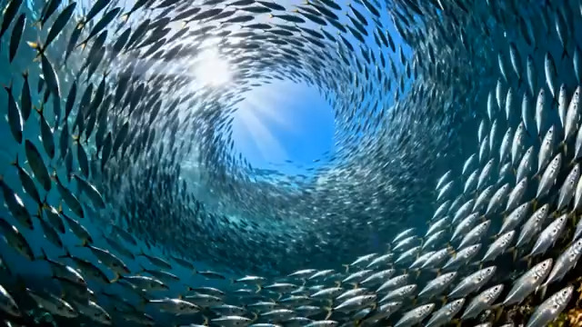  鱼群漩涡海洋奇观2389#横屏 	 