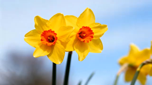  阳光下的黄色水仙花2296#横屏 	 