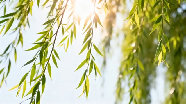  阳光下的垂柳枝叶2290#横屏 	 