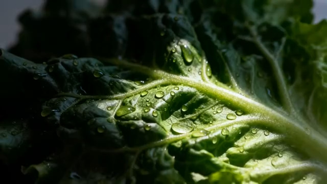  阳光下的蔬菜叶片2304#横屏 	 