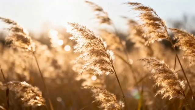  阳光下的金色芦苇荡2297#横屏 	 