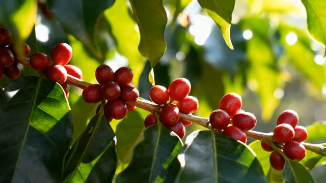  阳光下的红咖啡豆2293#横屏 	 