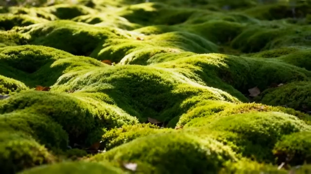  阳光下的绿色苔藓2300#横屏 	 