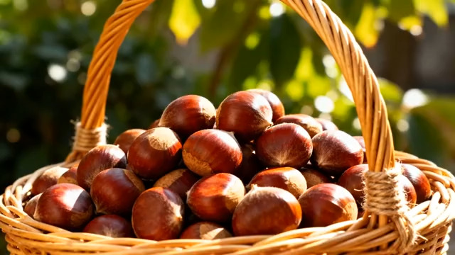  阳光下的板栗丰收篮2286#横屏 	 