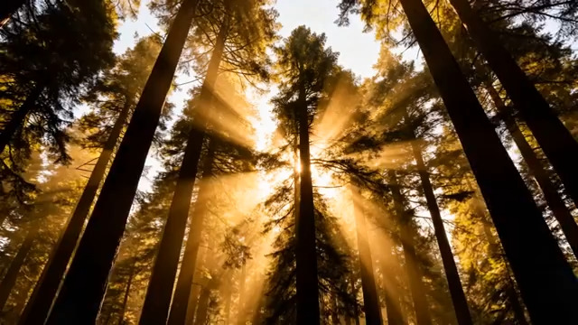  阳光穿透森林光束2249#横屏 	 