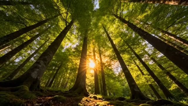  阳光穿透森林仰拍2250#横屏 	 