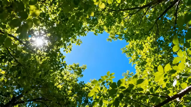  阳光穿透绿叶仰拍2247#横屏 	 