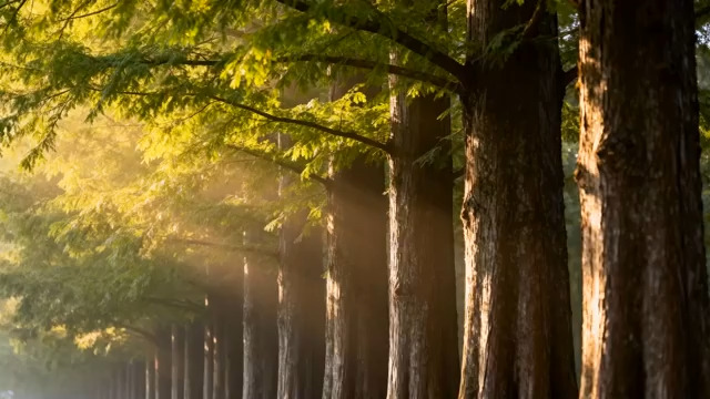  阳光穿透森林2248#横屏 	 