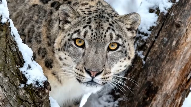  雪地雪豹特写镜头2162#横屏 	 