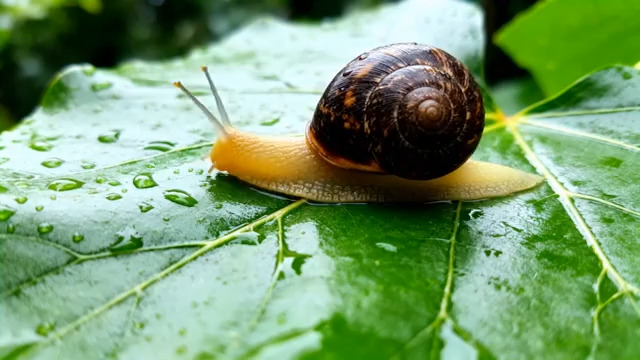  蜗牛爬行绿叶特写1946#横屏 	 -