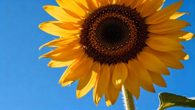  向日葵特写 蓝天背景2082#横屏 	 