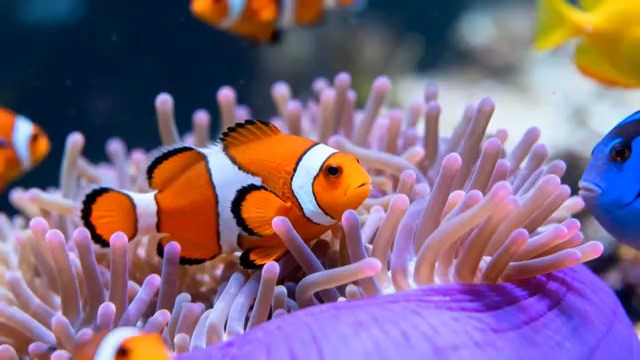  小丑鱼与海葵共生2084#横屏 	 