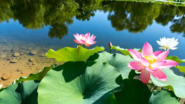  夏日荷花池美景2029#横屏 	 