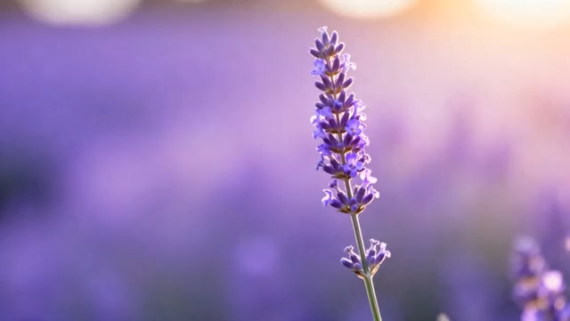  夕阳下的薰衣草花田2008#横屏 	 