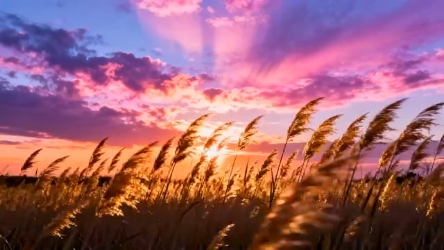  夕阳下的芦苇荡44012000#横屏 	 