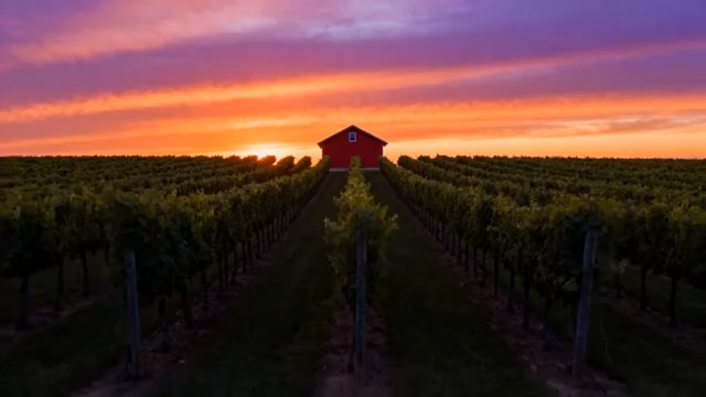  夕阳下的葡萄园风光2003#横屏 	 