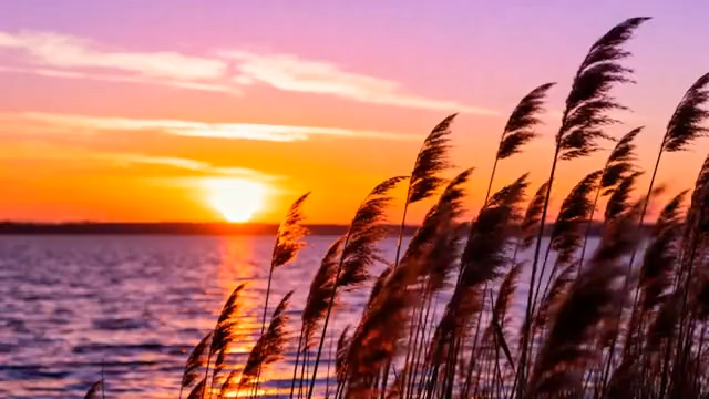  夕阳下的芦苇荡剪影2001#横屏 	 