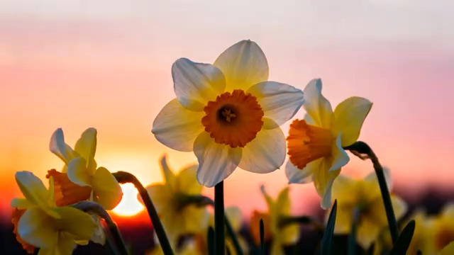  夕阳下的黄色水仙花1993#横屏 	 