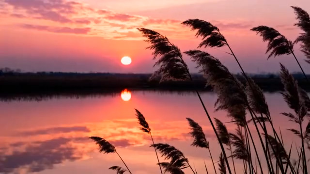  夕阳芦苇荡湖面美景1973#横屏 	 