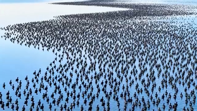  万鸟齐飞湖面壮观景象1912#横屏 	 