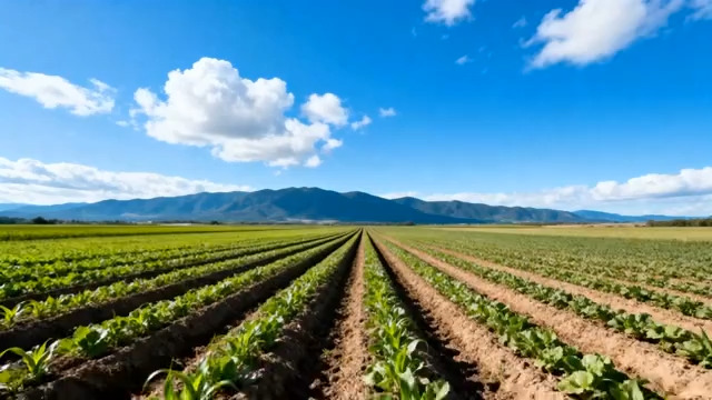  田野风光 航拍农田1885#横屏 	 