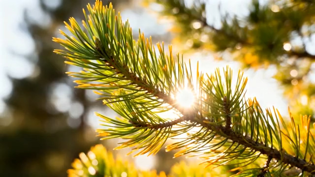  松针迎光特写1871#横屏 	 