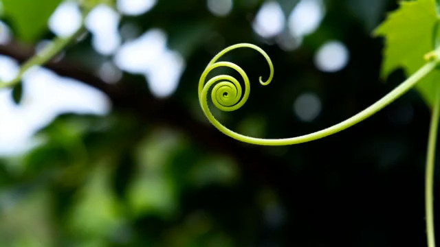  藤蔓生长延时摄影1882#横屏 	 