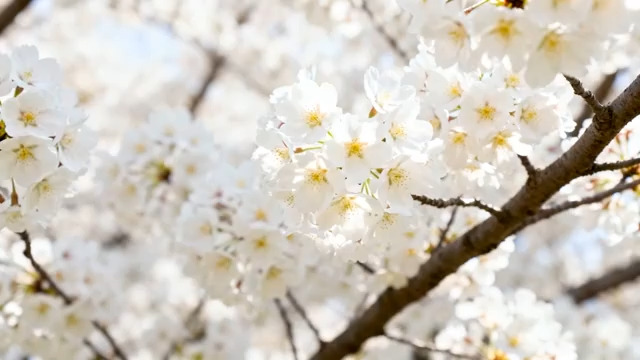  盛开的白色樱花枝1776#横屏 	 