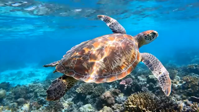 深海海龟漫游珊瑚礁1743#横屏 	 