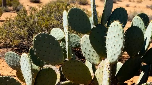  沙漠仙人掌特写镜头1626#横屏 	 
