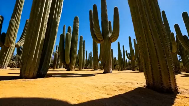  沙漠仙人掌景观1621#横屏 	 -