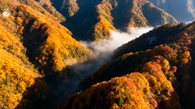  秋染群山云海缭绕1470#横屏 	 