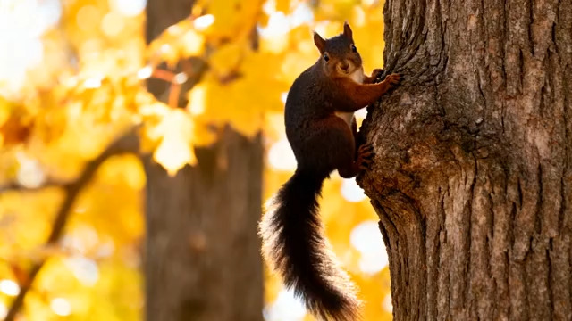  秋日松鼠爬树特写1492#横屏 	 