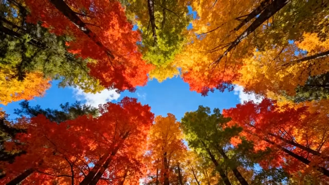  秋日红叶仰拍视角1477#横屏 	 -