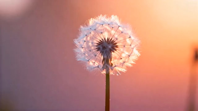  蒲公英种子随风飘散1414#横屏 	 -