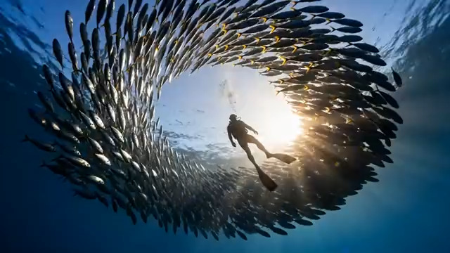  潜水员与鱼群漩涡共舞1433#横屏 	 