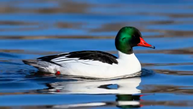  绿头鸭水面游弋1283#横屏 	 