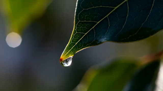  绿叶上的晶莹露珠1285#横屏 	 