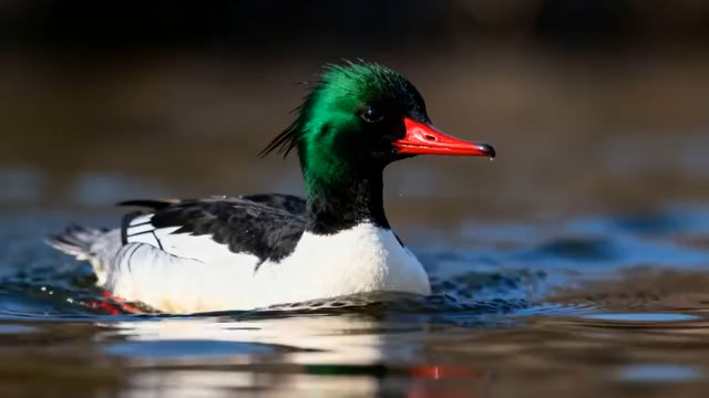  绿头鸭水中嬉戏特写1284#横屏 	 -