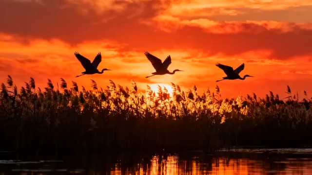  落日群鸟飞掠湖面1271#横屏 	 