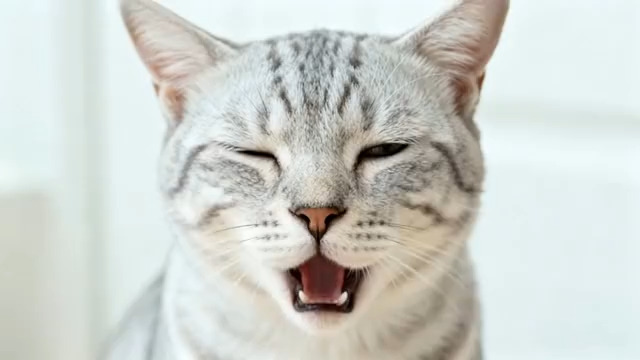  可爱猫咪打哈欠特写1139#横屏 	 -