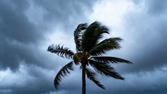  狂风中的椰子树1152#横屏 	 