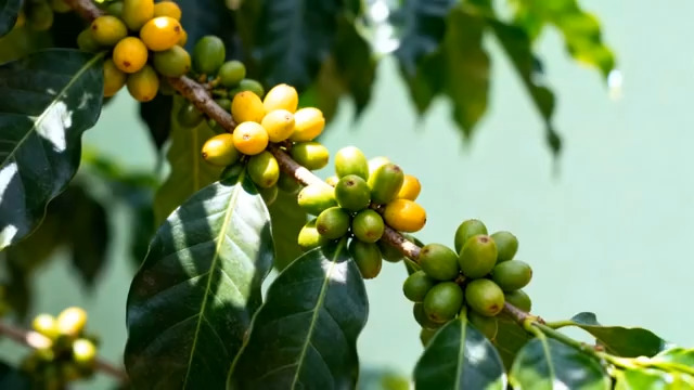  咖啡果树枝特写1090#横屏 	 